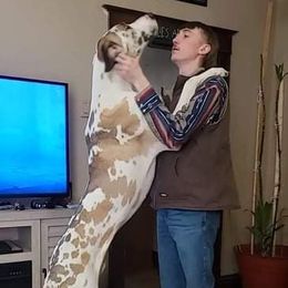 Dilley - Great Dane