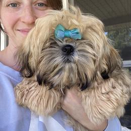 CInderella - Shih Tzu