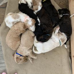 Goldendoodle Puppies from Drea’s Doodles