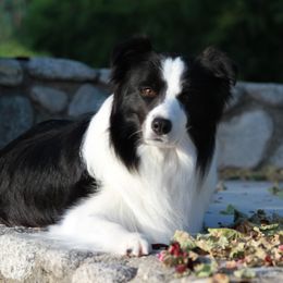 Buck - Border Collie