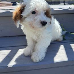 Blue of Evie - Parti male Yorkipoo puppy in Rush, New York from Care Bear Puppies