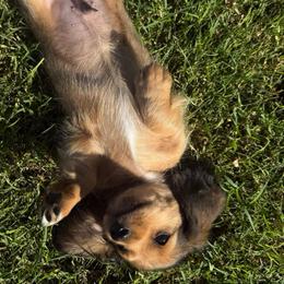 Boy 3 - Cream male Dachshund puppy in Buckeye, Arizona from Ryder's Roundup