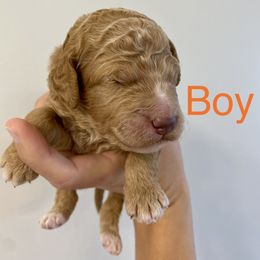 Boy 3 - Goldendoodle puppy in Morehead City, North Carolina from Shoreside Doodles