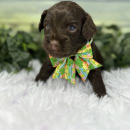 Australian Labradoodle Puppies from Sweet Summer Dream ALD