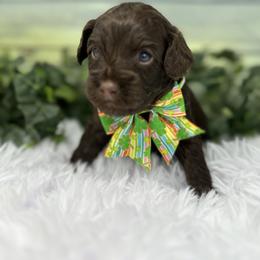 Australian Labradoodle Puppies from Sweet Summer Dream ALD