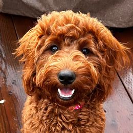 Bernedoodles and Goldendoodles from Ekelund Doodles