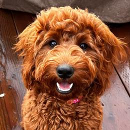 Bernedoodles and Goldendoodles from Ekelund Doodles