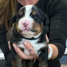 Black Collar Girl - Black rust and white female Bernese Mountain Dog puppy in Bristol, Tennessee from Holston Hollow Farm