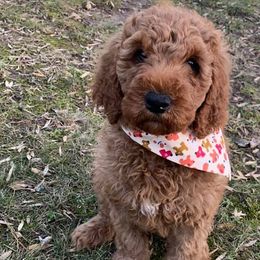 Bernedoodles and Goldendoodles from KaZoo Doodles