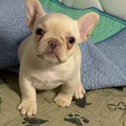 Snowball - Cream female French Bulldog puppy in Alexandria, Virginia from Boss Lady Kennel