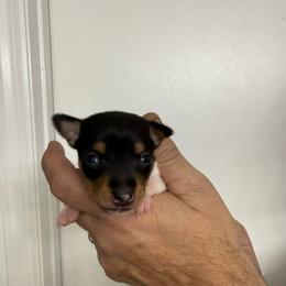 Pup G - White black and tan female Toy Fox Terrier puppy in Clermont, Florida from Debbie Hiles's Toy Fox Terriers