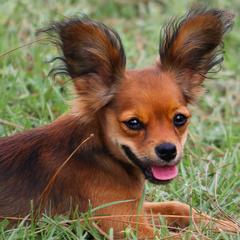 Russian Toys from Tiny Comrades Russian Toys