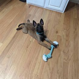 Belgian Malinois and German Shorthaired Pointer Puppies from Lapdog GSP