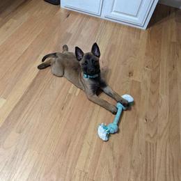 Belgian Malinois and German Shorthaired Pointer Puppies from Lapdog GSP