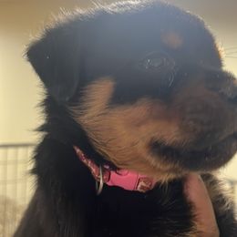 French Bulldog and Rottweiler Puppies from MBArotties_frenchies