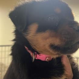 French Bulldog and Rottweiler Puppies from MBArotties_frenchies