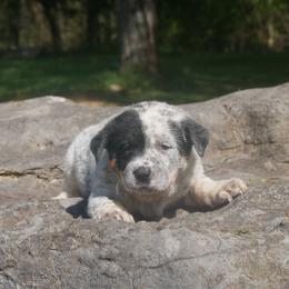 Sunny - Blue speckled Australian Cattle Dog puppy in Buffalo Valley, Tennessee from Buffalo Valley Breeders