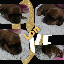 Lon - Red male Dachshund puppy in Port Charlotte, Florida from Belinda's little darlings dachshunds