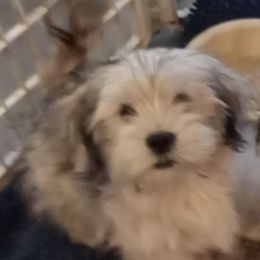 Boy 3 - Grizzle Lhasa Apso puppy in Tulsa, Oklahoma from Eternal Puff Lhasa Apsos