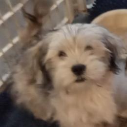 Boy 3 - Grizzle Lhasa Apso puppy in Tulsa, Oklahoma from Eternal Puff Lhasa Apsos