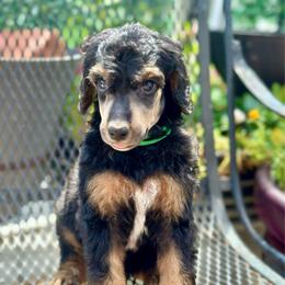Copper - Phantom male Poodle puppy in Travelers Rest, South Carolina from Cotton Top