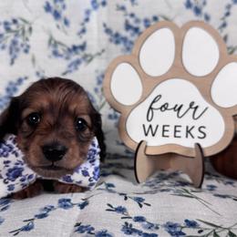 Lon - Red male Dachshund puppy in Dothan, Alabama from Little House Pups