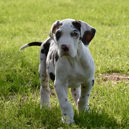 Harl boy - Harlequin male Great Dane puppy in Golconda, Illinois from Breken Great Danes