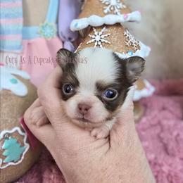 Divinity - Chocolate and white female Chihuahua puppy in Piqua, Kansas from Cute As A Cupcake Chihuahuas