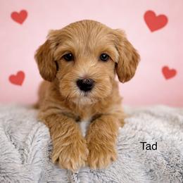 Tad - Apricot male Australian Labradoodle puppy in Londonderry, New Hampshire from Granite State Labradoodles