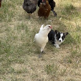 American Corgi and Pembroke Welsh Corgi Puppies from Bone Creek Ranch