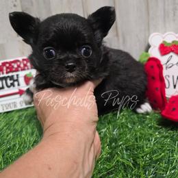 Dice - Black and white male Chihuahua puppy in Bowdon, Georgia from Paschal's Pups
