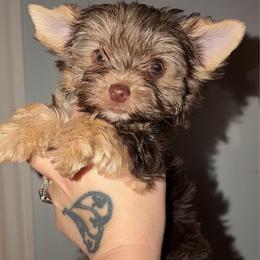 Twixie - Chocolate and tan female Yorkshire Terrier puppy in London, Kentucky from Soto Yorkies