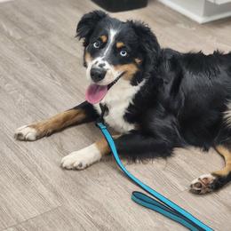 Raven - Black tri female Toy Australian Shepherd puppy in Killen, Alabama from Wilkers Wholehearted Mini Aussies