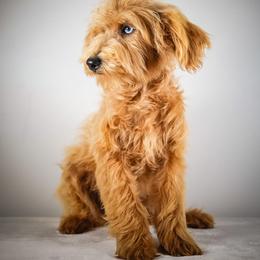 Woody - Apricot male Schnoodle puppy in Caldwell, Idaho from Boise Doodle Co.