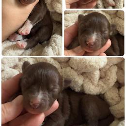 Seedling - Red and white female Siberian Husky puppy in Florence, Kentucky from Moonlight Howl Huskies