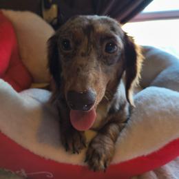 Remi - Dachshund
