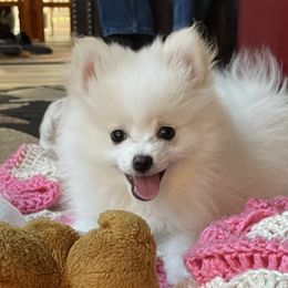 Pomeranians from Mitty’s Alabama Pomeranians & Bassets