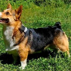 Lacey - Pembroke Welsh Corgi