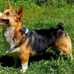 Lacey - Pembroke Welsh Corgi