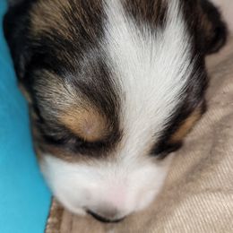 English Shepherd Puppies from ThreeDarkBays English Shepherds