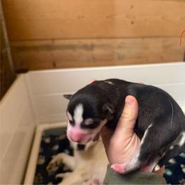 Boy 1 - Black and white male Pomsky puppy in Greenfield, Minnesota from SRF Pomskies