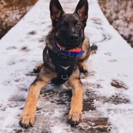 German Shepherd Puppies from vom Grenze Stadt German Shepherd Dogs