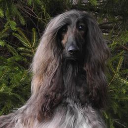 Afghan Hounds from Singh Afghan Hounds