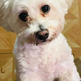 Bentley - Maltipoo