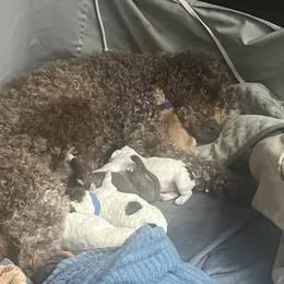 Lagotto Romagnolo Puppies from Millie Grace Haven