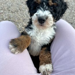 Bernedoodle, Goldendoodle, and Golden Mountain Doodle Puppies from Sonoran Standard Doodles