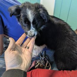 Australian Shepherd, Great Dane, and Great Pyrenees Puppies from AEW Farm