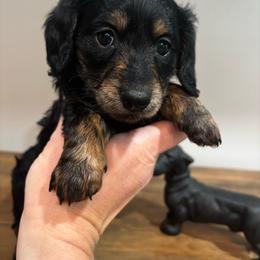 Timber - Black and tan female Dachshund puppy in White Cloud, Michigan from West Michigan Dachshund