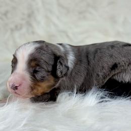 BMF3 - Blue merle female Aussiedoodle puppy in Prague, Oklahoma from Classic K9’s  Aussies & Doodles