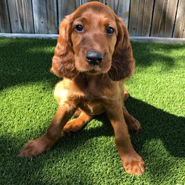 Goldendoodle Puppies from Idyllic Doodles